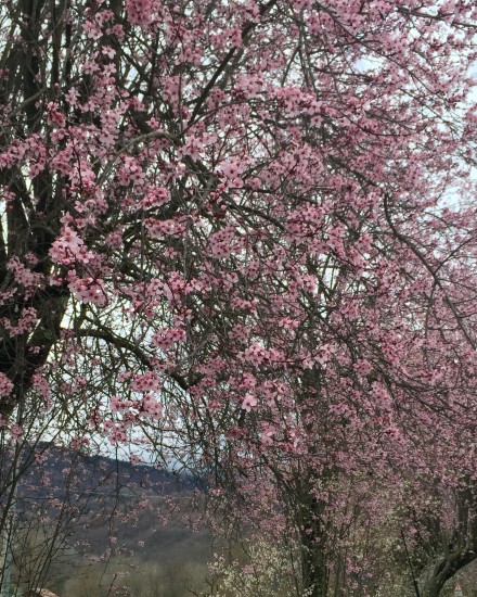 HANAMI giappone